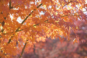 Bright maple leaves with sunlight shining through.