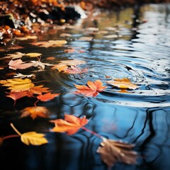  Colorful fall leaves in pond lake water, floating autumn leaf. Fall season leaves in rain puddle. Sunny autumn day foliage. October weather, november nature background