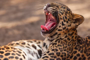 Zelfklevend Fotobehang Leopard panther wildlife african predator outdoor © ValentinValkov