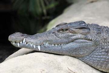 The Philippine crocodile (Crocodylus mindorensis), also known as the Mindoro crocodile, the Philippine freshwater crocodile, the bukarot, portrait.