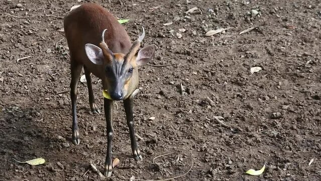 Portrait of mouse deer standing in its cage