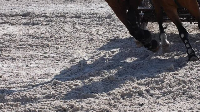 Horse Chariot Racing On The Sandy Beach In Summer. - crop, closeup shot