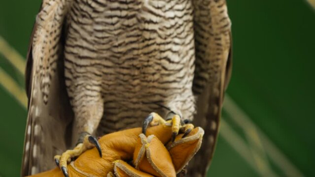Captive Falcon Stand On Falconer's Hand In Gloves. - close up, slow motion shot