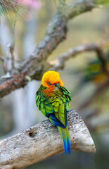 beautiful parrots living