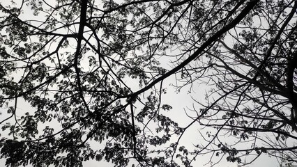 Tree branch silhouette in the park during sunny day