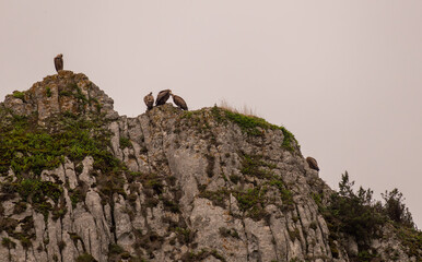 paysage de montagne avec sur les hauteurs de jolis vautours sauvages faisant leur toilette