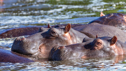 Hippo's Two Eyes Alert Waterhole Wildlife Dangerous Animals. - 687900972
