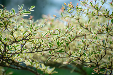 Terminalia neotaliala, the Madagascar almond tree, is a mid-sized tree in the leadwood tree family, Combretaceae.