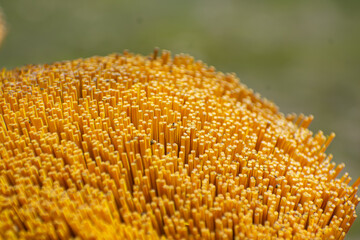 This is the incense stick raw material close up macro shot in the day time in india.