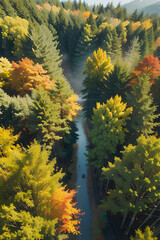 autumn forest in the morning