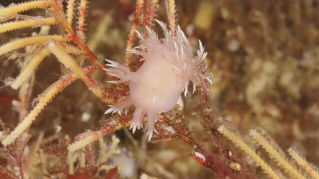 Mollusca or sea slug Dendronotus frondosus, order Nudibranchia sits on a hydrozoa from family sertulariidae and skeleton shrimps Caprellidae. White Sea.