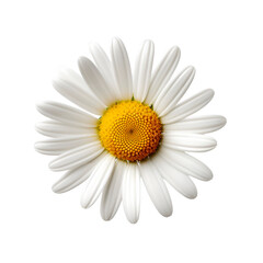 Chamomile blooms on white backgrounds
