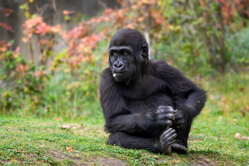 Western gorilla - Gorilla gorilla, iconic large critically endangered ape from African tropical...