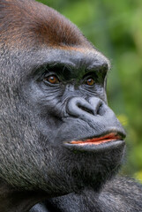 Western gorilla - Gorilla gorilla, iconic large critically endangered ape from African tropical...