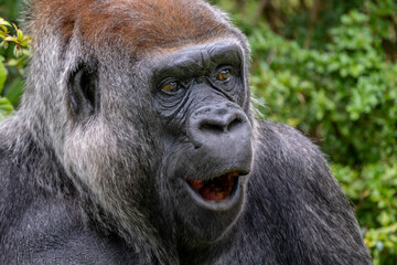 Western gorilla - Gorilla gorilla, iconic large critically endangered ape from African tropical forests, Gabon.