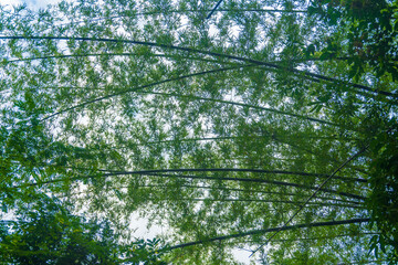 View of a bamboo forest in a bamboo grove from the ground, Kanchanaburi, Thailand