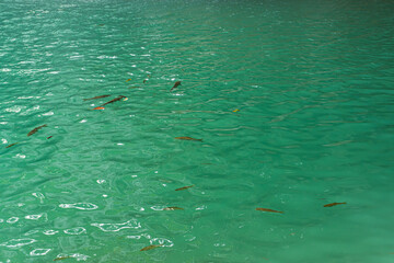 Flock of fish swimming in the green and turquoise water at Erawan waterfalls in Kanchanaburi, Thailand