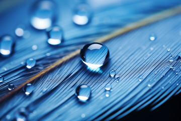 drops of water on a bird's feather - obrazy, fototapety, plakaty