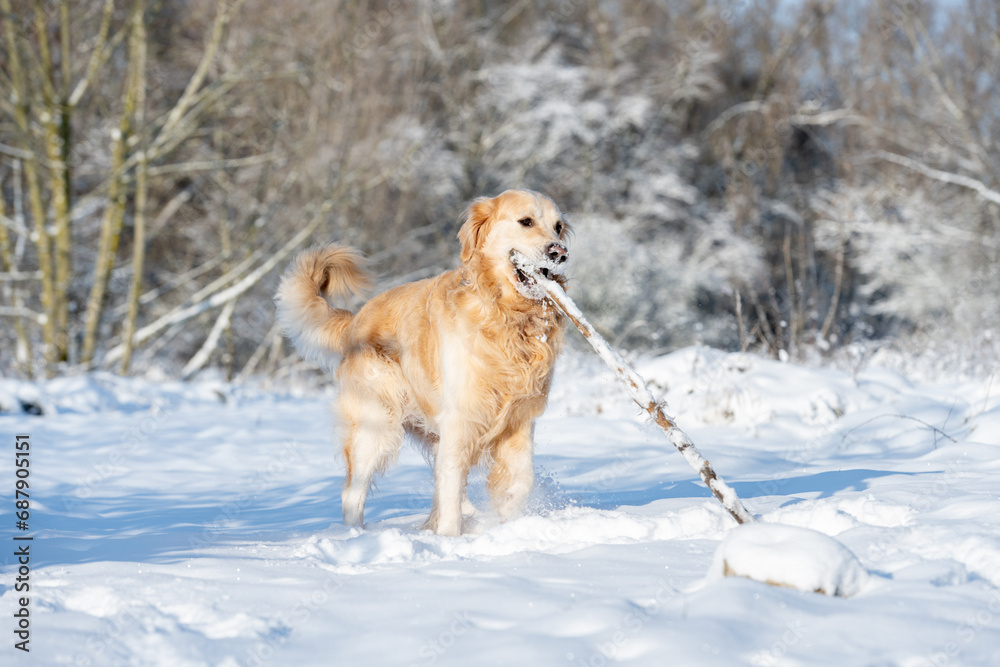 Wall mural golden retriever dog plays with stick in winter forest, enjoying snowy fun