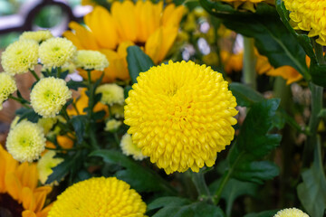 Yellow and white chrysanthemums with flowers of various sizes. Close-up of beautiful flowers. Taipei Chrysanthemum Exhibition.