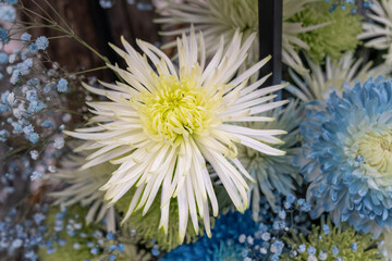 White chrysanthemum, its petals are like rays of light. Close-up of beautiful flowers. Taipei Chrysanthemum Exhibition.