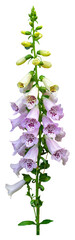 The Common Foxglove flower (Digitalis purpurea) isolated on white background. Isolate a large...