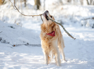 Golden Retriever Dog Plays With Stick In Winter Forest, Enjoying Snowy Fun
