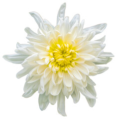 Obraz premium Top view of one white chrysanthemum flower isolated on white background. Isolate a large flower with clipping path. Taipei Chrysanthemum Exhibition.