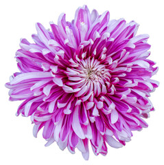 Top view of a purple and white flower isolated on white background. Isolate a large flower with clipping path. Taipei Chrysanthemum Exhibition.