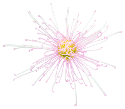 Top view of a white and yellow purple with petals like radiant rays. Isolate a large flower with clipping path. Taipei Chrysanthemum Exhibition.