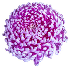 Top view of a purple and white flower isolated on white background. Isolate a large flower with clipping path. Taipei Chrysanthemum Exhibition.