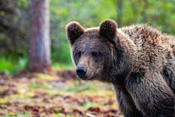 brown bear in the forest