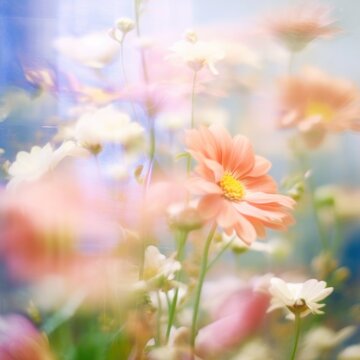 Artistic image of pastel colored flowers, with a soft focus effect creating a dreamy atmosphere
