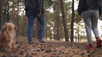 Fototapeta premium a couple walks with a dog in the forest. nature dream concept. a couple walks through a coniferous evening forest with a small fluffy dog. guy and girl walking in nature with a dog