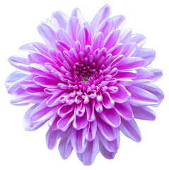 Top view of isolated purple, white and pink flowers on white background. Isolate a large flower with clipping path. Taipei Chrysanthemum Exhibition.