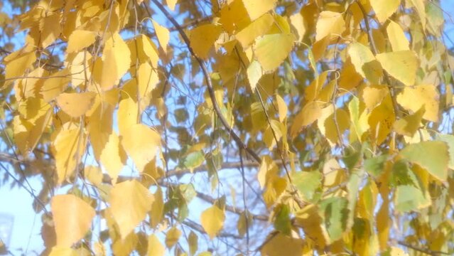 autumn birch leaves background