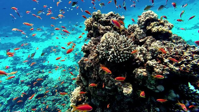 Sea. The marine world beneath the surface. Vibrant corals and diverse fish
