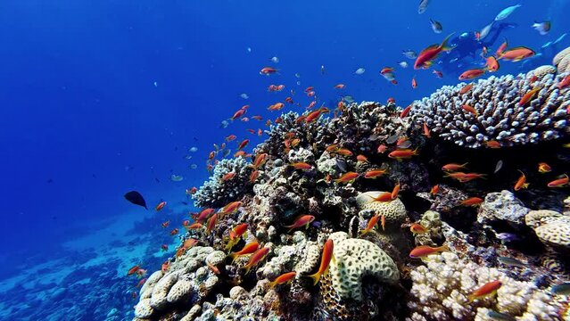 Coral reef. The marine life of tropical fish, underwater video. Dahab, Egypt 