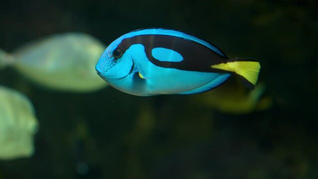 Paracanthurus hepatus or blue tang close-up in