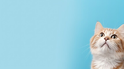Cat looking up on solid blue background, cute banner, with empty copy space
