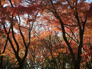 北の丸公園の紅葉