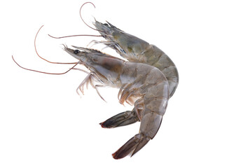 Fresh shrimp isolated on white background.