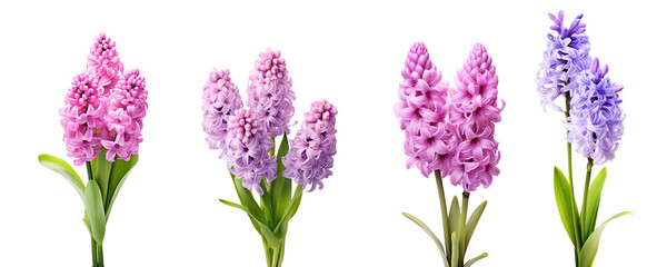 Purple and pink hyacinth, spring flowers, isolated or white background - obrazy, fototapety, plakaty