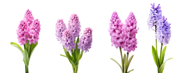 Fotobehang Purple and pink hyacinth, spring flowers, isolated or white background © Teppi