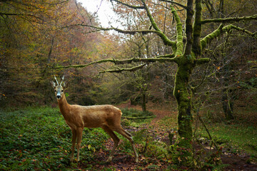 Roebuck in the enchanted forest