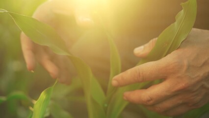 hands corn. the farmer's hands touch the leaves of young corn. corn leaves business concept. a...