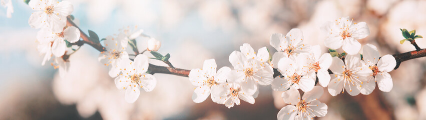 Beautiful springtime background. Close-up of blossoming branches of a flowering tree. Web banner....
