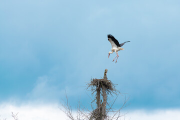 A flying stork landing in a nest in early spring. Blue sky. Outdoors from low angle view.