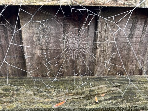 Close up of spider web, the arachno insect woven house in frost with white frozen icy layer, against  background of old wood fence in English country garden in Winter freeze season day light