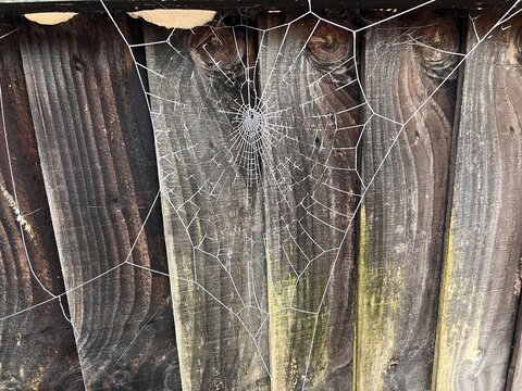 Close up of spider web, the arachno insect woven house in frost with white frozen icy layer, against  background of old wood fence in English country garden in Winter freeze season day light